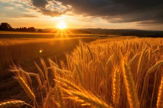 Wheat field on the background of the setting sun. Majestic rural landscape. Golden ears in the sunlight