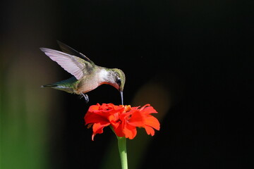 Ruby throated hummingbird feeding on Zenia flower.  © Mark