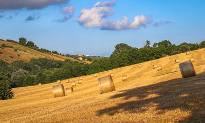 Field with golden sheaves under a blue sky with few clouds - 650367129