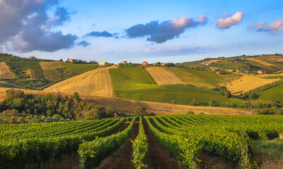Young vineyard in Italy, Marche region - wine grapes are coming - 650367188