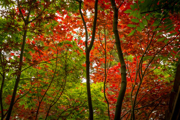 Many maple leaves in green and red foliage - 650367391