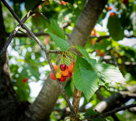 Ripe cherries hanging from a cherry branch - 650367734