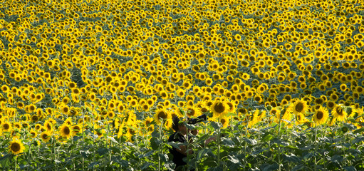 Man photographer focusing closely and shoots at the camera sunflowers in the field - 650367941