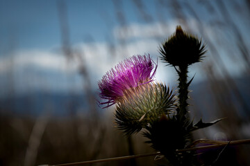 milk thistle natural macro floral background - 650368383