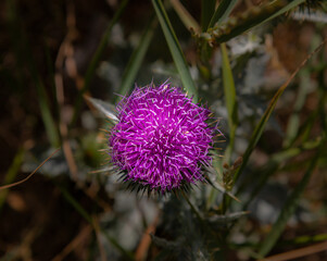 milk thistle natural macro floral background - 650368534