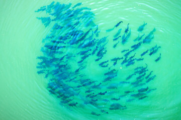 Abstract background with many little fish in the water
