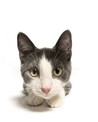 Kitten looking into camera