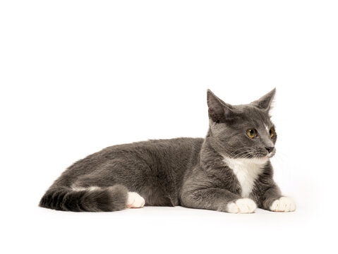 Gray and white cat
