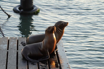 sea lion on the pier