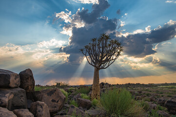 The quiver tree, or aloe dichotoma, Keetmanshoop, Namibia.