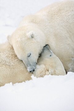 Two Polar Bears (Ursus Maritimus) Using Each Other For Pillows As They Sleep Blissfully; Churchill, Manitoba, Canada