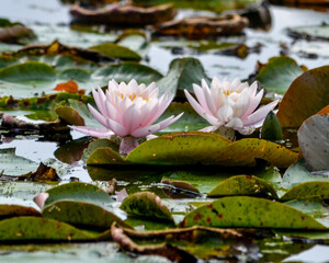 Water lilies