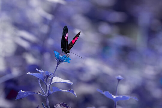 Fototapeta Black butterfly with pink and white patches sitting on blue flower