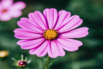 A minimalist close-up of a three-colored blossom with pink, yellow, and white petals, photographed against a clean and simple black background, emphasizing the purity and elegance of the flower. | ACT