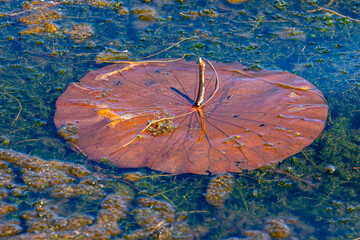 Beautiful Orange Lily Pad