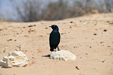 Cape glossy starling sits on a rock in Kgalagadi