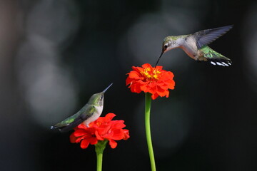Ruby throated hummingbird feeding t Zenia flowers. 