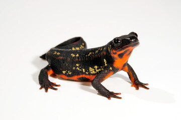 Sword-tail newt // Schwertschwanzmolch (Cynops ensicauda popei) - Japan