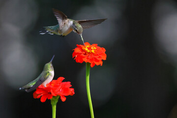 Ruby throated hummingbird feeding t Zenia flowers. 