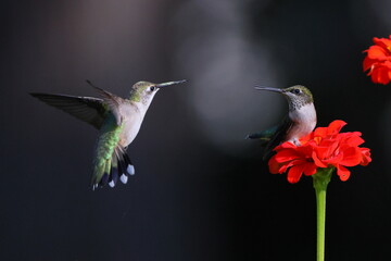 Ruby throated hummingbird feeding on Zenia flower. 