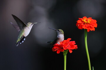 Ruby throated hummingbird feeding on Zenia flower. 