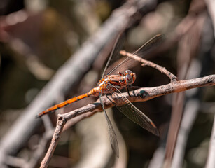 Emperor dragonfly (Anax imperator) waiting for its prey on a branch at evening sun bokeh background, izmir Turkey august 2023