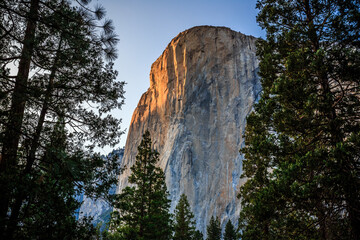 Fototapeta na wymiar Last Light on El Capitan in the Forest, Yosemite National Park, California