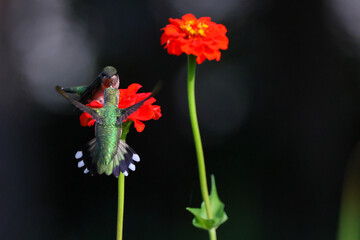 Ruby throated hummingbird feeding on Zenia flower. 