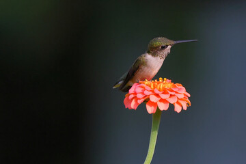 Ruby throated hummingbird feeding on Zenia flower. 