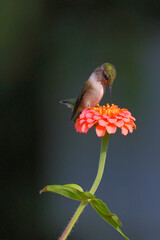 Ruby throated hummingbird feeding on Zenia flower.  © Mark