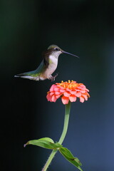 Ruby throated hummingbird feeding on Zenia flower. 