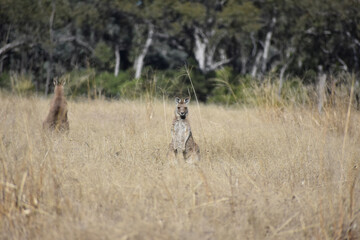 kangaroo in the field
