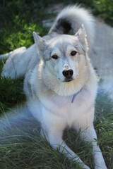 hunting dog of the West Siberian Husky breed. cute pets.