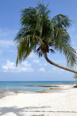 Grand Cayman Island Seven Mile Beach Leaning Palm Tree
