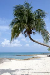 Photo sur Aluminium brossé Plage de Seven Mile, Grand Cayman Grand Cayman Island Seven Mile Beach Leaning Palm Tree