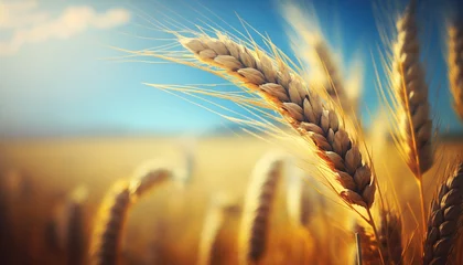 Deurstickers Wheat field yellow spikelets and sky. Generative AI, © Яна Ерік Татевосян