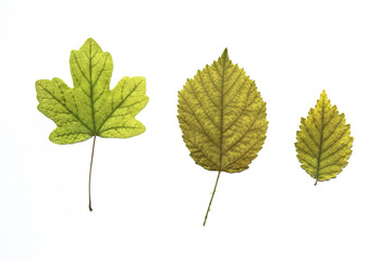 Set of tree leaves isolated on white background, dried autumn leaves