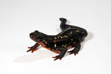 Sword-tail newt // Schwertschwanzmolch (Cynops ensicauda popei) - Japan