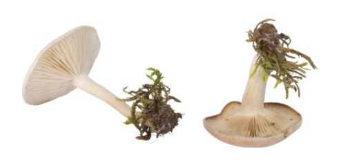 Champignon en automne