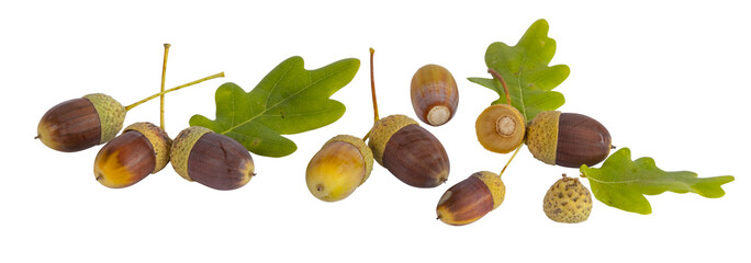  Glands de chêne en automne