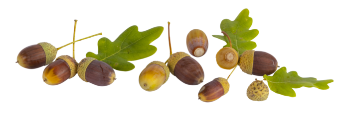  Glands de chêne en automne
