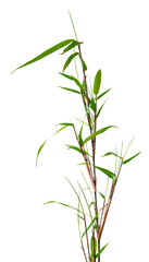 pousse de Bambou	