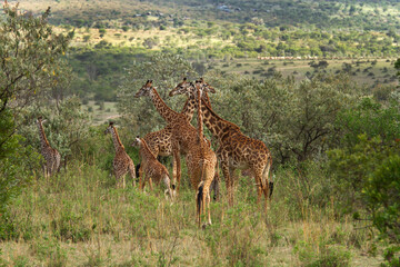 A herd of Giraffes feeding in the jungle of Masai Mara, Kenya