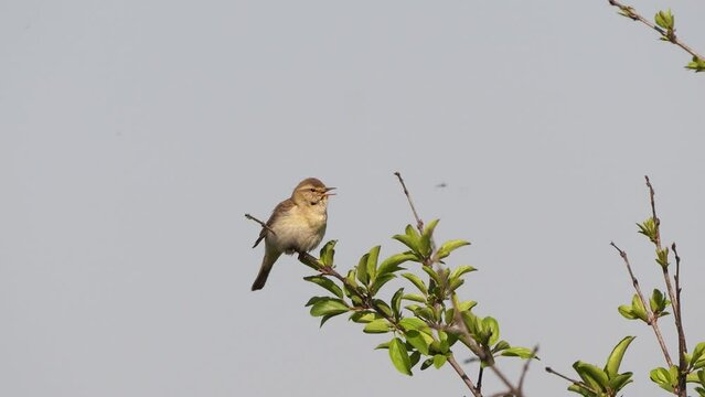 A willow warbler (Phylloscopus trochilus) singing in the top of a shrub.