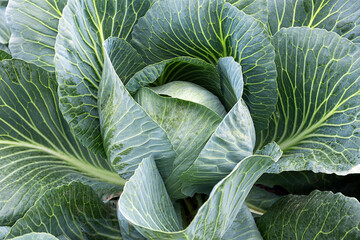 A ripe head of white cabbage in the garden.
