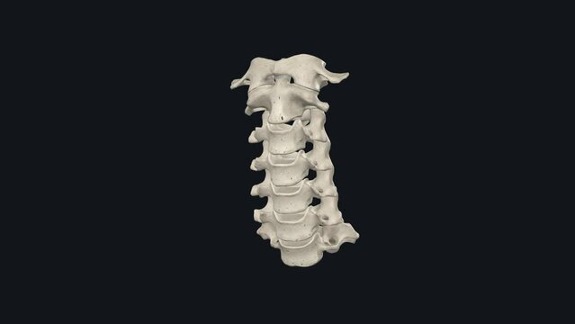 The cervical spine, comprised of seven cervical vertebrae referred to as C1 to C7