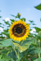 bees pollinating sunflower, yellow sunflower closeup with blue sky in the background, summer sunny day in sunflower field, bees pollinating sunflowers, sustainable agriculture concept