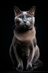 AI generated illustration of an elegant gray British shorthair cat on a black background