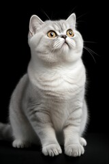 AI generated illustration of an elegant gray British shorthair cat on a black background