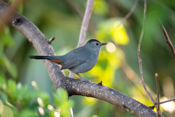 A Gray Catbird bird perched on a tree branch in summer Florida shrubs